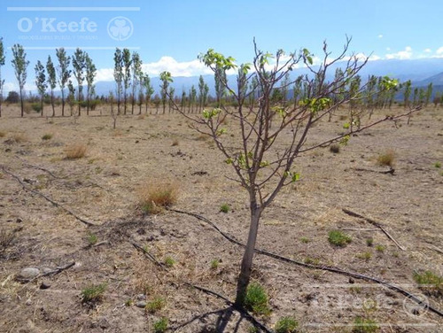 Campo En Venta De 300 Has Santa Maria, Catamarca