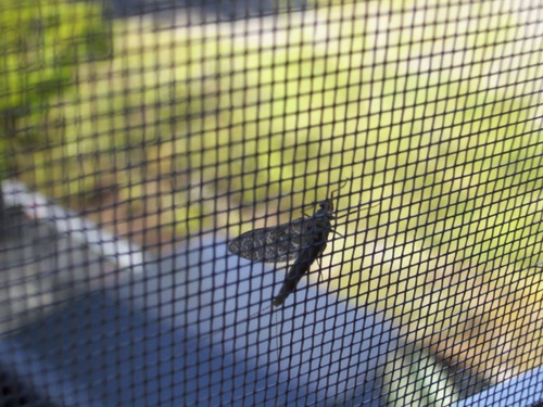 Imagem 3 de 3 de Tela Mosquiteira Galvanizada 1,5mtx25mt(rolo)