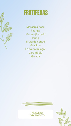 15 Mudas De Açaí Pai D'égua