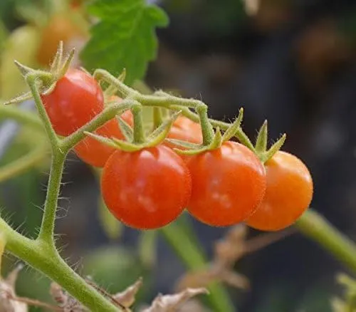 comprar Everglades Semillas De Tomate Paquete De 20 Semillas