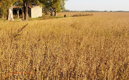 Imagen 4 de 23 de Oportunidad Campo En Zavalla