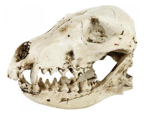 Resina Cráneo Réplica De Esqueleto De La Cabeza Realista