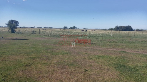 Imagen 12 de 15 de Venta,de Importante Campo En Roberto. J. Payro, Partido De Magdalena.