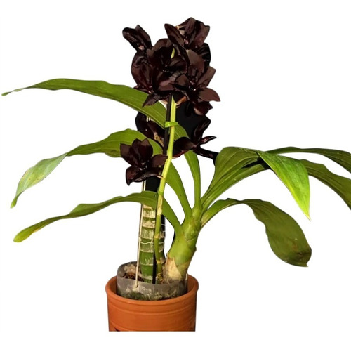 Orquídea Negra Adulta Monnierara Magic Millenium