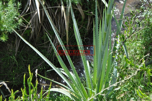 Imagen 4 de 30 de Venta Campo Ubicado En Garzón