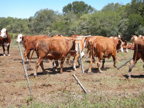 Imagen 18 de 30 de Campo Ganadero 3220 Ha - ( 420 Agrícolas ) Reconquista - Prov. De Santa Fe