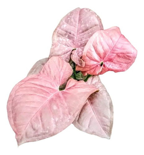 Syngonium Rosado Pink - Plantas De Interior - Maceta 12