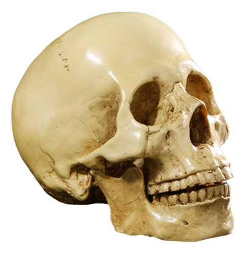 Cráneo Humano Artificial De Tamaño Real De 6,5 Pulgadas,