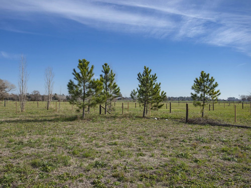 Imagen 8 de 12 de Chacra 1 Ha. - Las Juntas - San Antonio De Areco