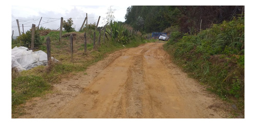 Imagen 3 de 11 de Finca De 32 Hectareas Con Aguacate Hass En Abejorral