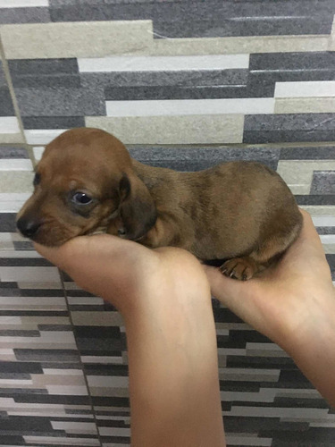 Imagen 10 de 10 de Perros Salchichas Mini 70365966
