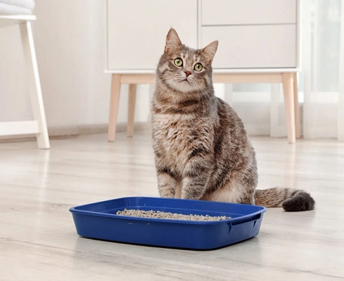 Imagem 4 de 4 de Areia Para Gato 100% Natural Tradicional Higienica - Gatô