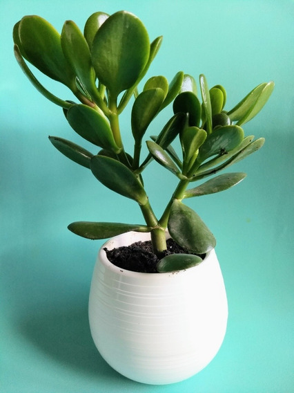 Plantas Arbol De Jade Mercadolibre Plantas Arbol De Jade Mercadolibre