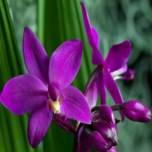 Orquídea Spathoglottis Unguiculata Grapete Uva Planta Adulta