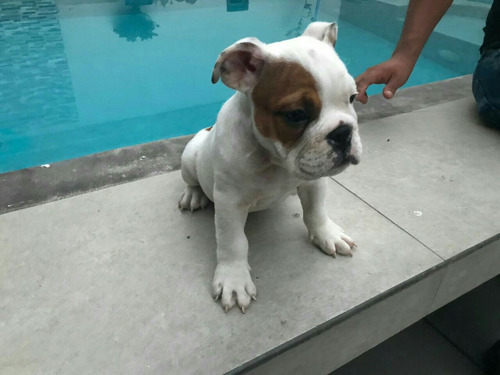 Hermosos Bulldog Ingles (2 Ultimos)