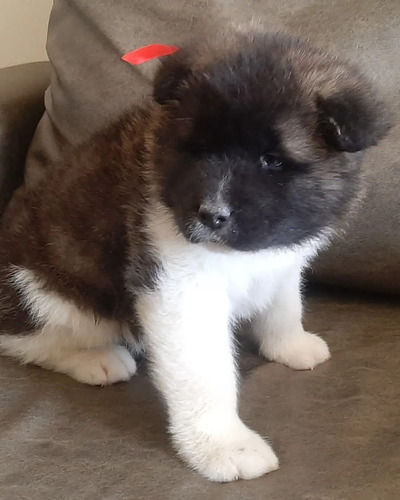 Akita Americano Cachorros