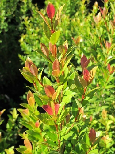 Eugenia Myrtifolia Cerco Vivo Rápido Crecimiento Exterior