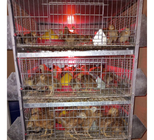30 Huevos Fértil Incubar Raza Rhode, Black Star, Andaluza