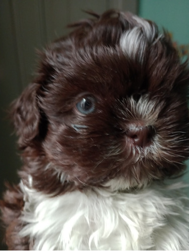 Shih Tzu Chocolate 