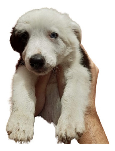 Cachorros Border Collies Negro Y Blanco