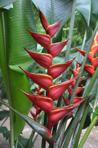 8 Mudas Heliconia Bihai - Graúdas Altura Maior 30cm