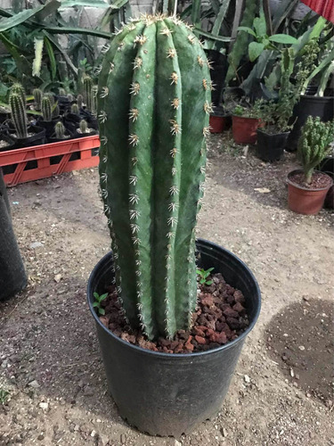 1 Esqueje De Cactus Órgano Pachycereus Pecten-aboriginum