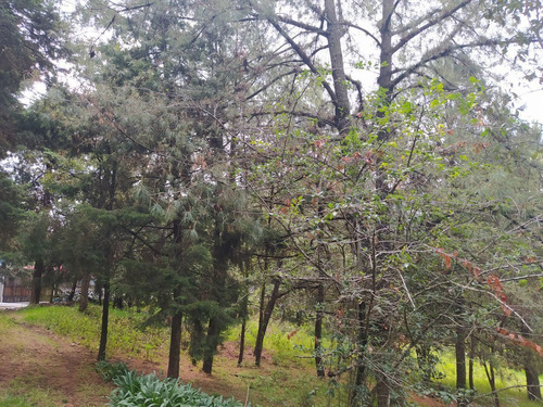 Imagen 10 de 23 de En Venta 3 Terrenos En Huitzilac, Morelos.
