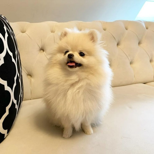 Pomerania 14 Beige