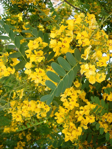 Acacia Baileyana Rubra Crecimiento