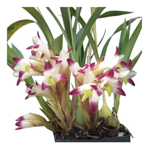 Orquídea Coelia Bella