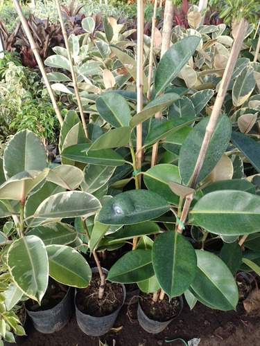 Ficus Elastica Variegado Gomero Planta De Interior Envíos