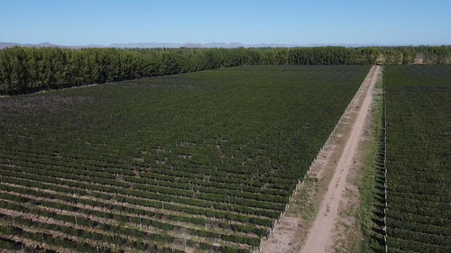 Exclusivo Viñedo De 20 Ha. En Cuadro Benegas