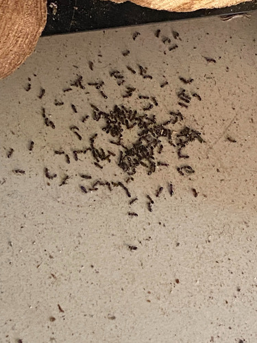 Mata Insectos Chinches Cucarachas Killer 6 Pzs 500 Ml