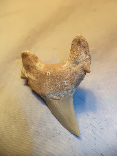 Auténtico Y Antiquísimo Diente De Tiburón Petrificado (Usado)