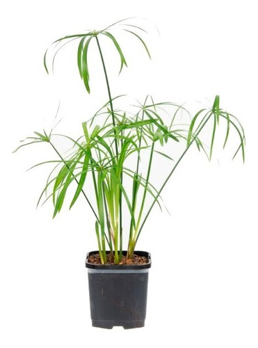 Cyperus Alternifolius Var. Nana Planta Papiro Enano 10cm