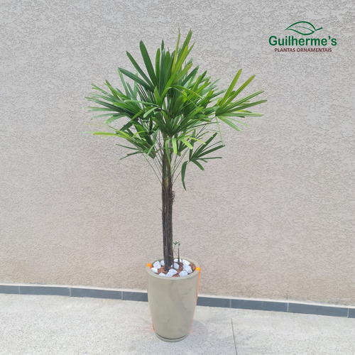 Planta Natural Palmeira Ráfia Com Vaso Cone