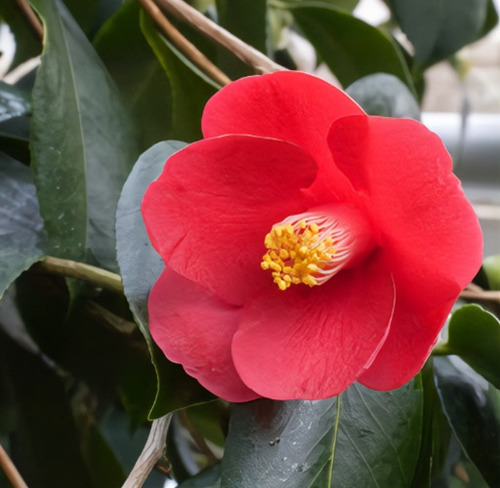 10 Semillas De Flor De Camelia Simple + Instructivo