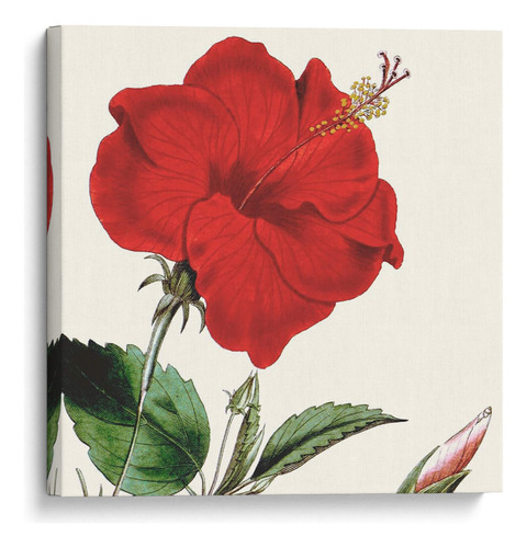 Canvas Lab Cuadro Cosechado Antiguo Botánico I 30x30