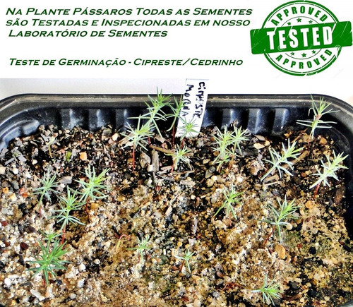 Imagem 2 de 6 de 1500 Sementes Cedrinho, Cipreste Pinheirinho - Cerca Viva