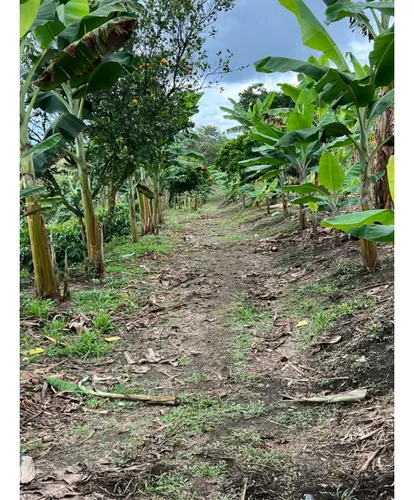 Se Vende Finca Cafetera Tecnificada En Armenia - Quindío