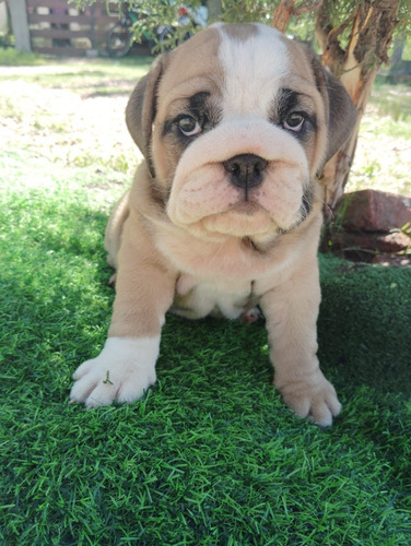 Bulldog Ingles Cachorra