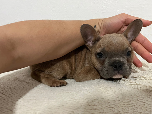 Bulldog Frances Exótica Blue Fawn 