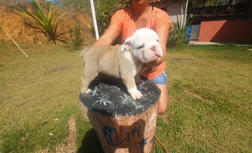 Buldogue Inglês Don 