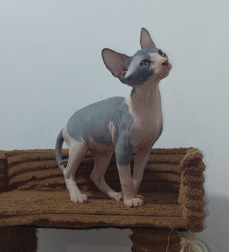 Gato Sphynx , Gato Esfinge,  Gato Egipcio