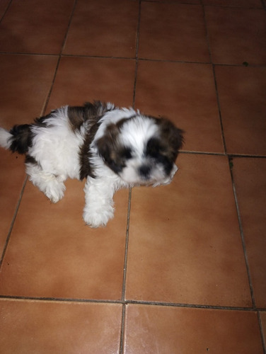 Vendo Cachorto Shiz Tzu Macho Com 40 Dias Ainda Nso Tomou A