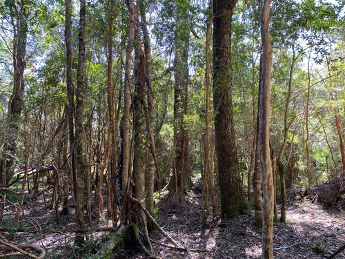 Agrícola En Venta En Fresia