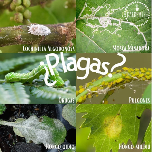 Imagen 2 de 2 de Jabon Potasico+aceite Neem: Insecticida Natural Para Plantas