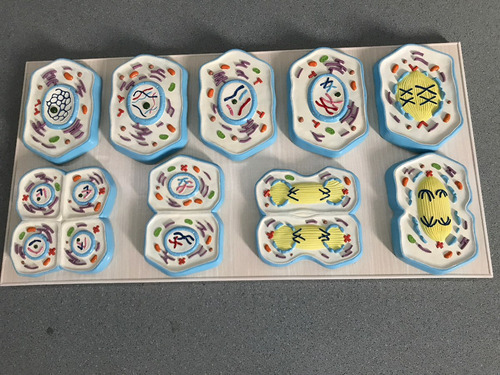 Modelo De Mitosis Y Meios Celular, Codigo J342032282