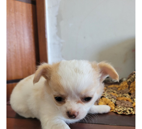 Lindos Filhotes De Chihuahua Disponíveis