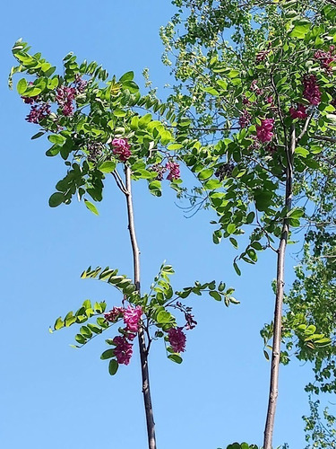 Imagen 6 de 6 de Robinia Pseud.casque Rouge (robinia, Falsa Acacia) 15lts